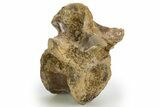 Triassic Fossil Synapsid (Dimetrodon) Vertebra - Texas #315766-1